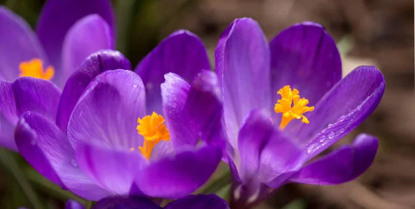 Macro Colpo di croco viola da fiore isolato su verde. — Foto Stock