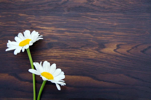 White daisies on brown wooden background.Top view.Copy space — Stock Photo, Image