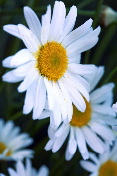 Macro Shot de fleurs de marguerite blanche à la lumière du coucher du soleil. — Photo