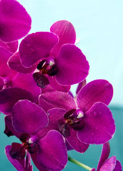Różowe kwiaty Orchid na szarym tle rozmycie tła. — Zdjęcie stockowe