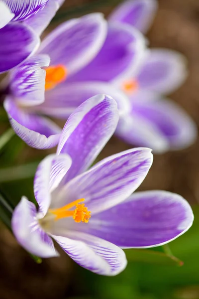 Macro Colpo di croco viola da fiore isolato su verde. — Foto Stock