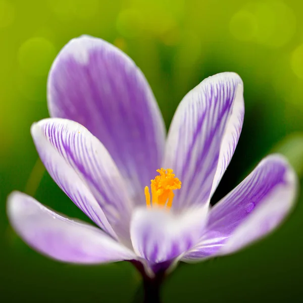 Macro Shot egy lila virágzó crocus elszigetelt zöld. — Stock Fotó