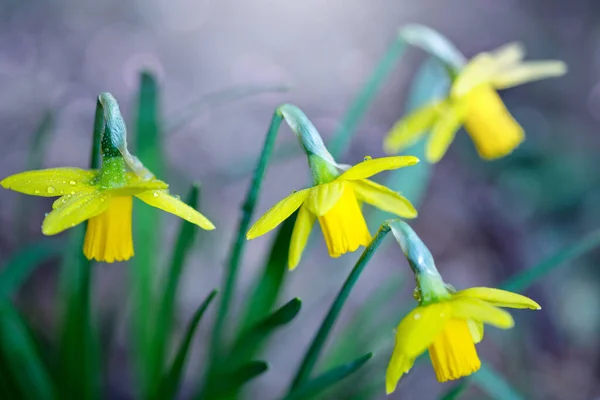Chiudi narcisi gialli fiori isolati  . — Foto Stock