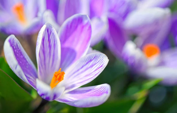 Primo piano di un viola fiori di croco isolati. — Foto Stock