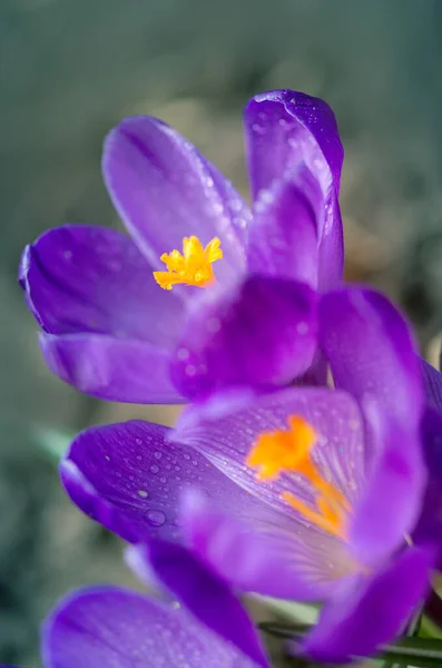 Macro Shot egy lila virágzó crocus elszigetelt zöld. — Stock Fotó