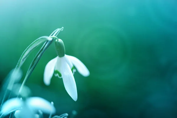 Gotas de nieve sobre fondo bokeh en soleado jardín de primavera bajo rayos de sol. — Foto de Stock