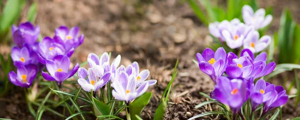 紫色の花のクローズアップ孤立したCrocus花. — ストック写真