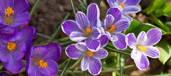 보라색 크로커스 꽃을 가까이 서 본 모습. — 스톡 사진