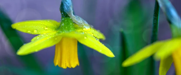 黄色の水仙の花を閉じます。 . — ストック写真