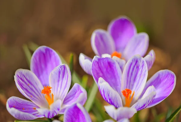 Primo piano di un viola fiori di croco isolati. — Foto Stock