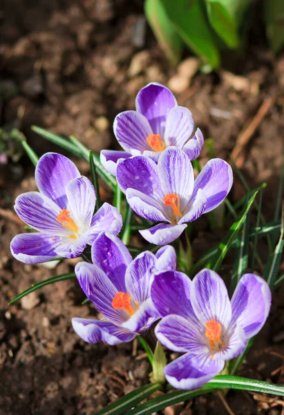 Close-up of a purple Crocus flowers isolated. — Stock Photo, Image