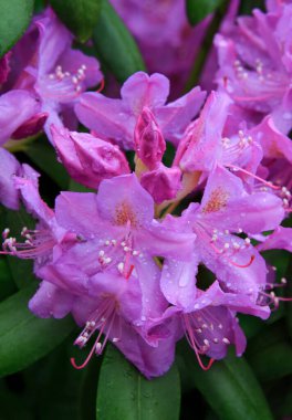 Güzel pembe Rhododendron .