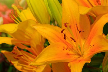 Sarı Lilly çiçekleri yakın plan.