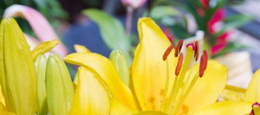 Sarı Lilly çiçekleri yakın plan.