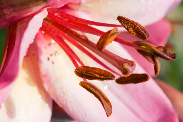 Růžová lilie květiny detailní pohled. — Stock fotografie