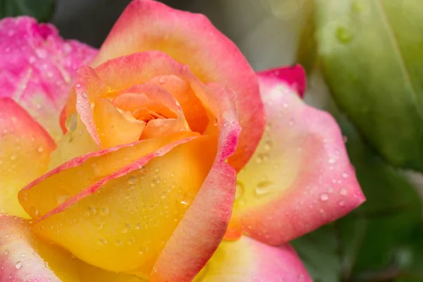 Желтая с розовой благородной розой. Макро выстрел. — стоковое фото