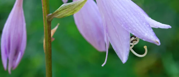 The bellflowers close up. — Stock Photo, Image