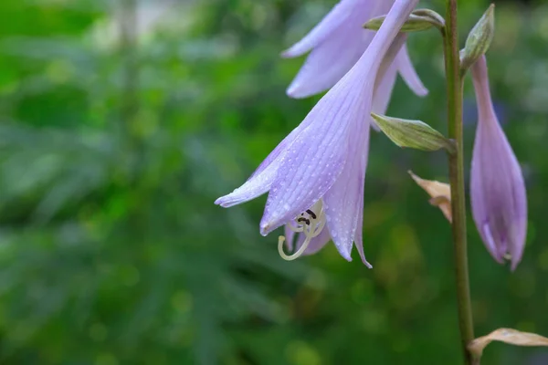 The bellflowers close up. — Stock Photo, Image