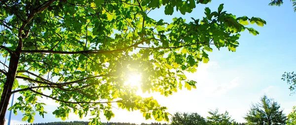 Schöne Morgenszene im Wald mit Sonnenstrahlen — Stockfoto