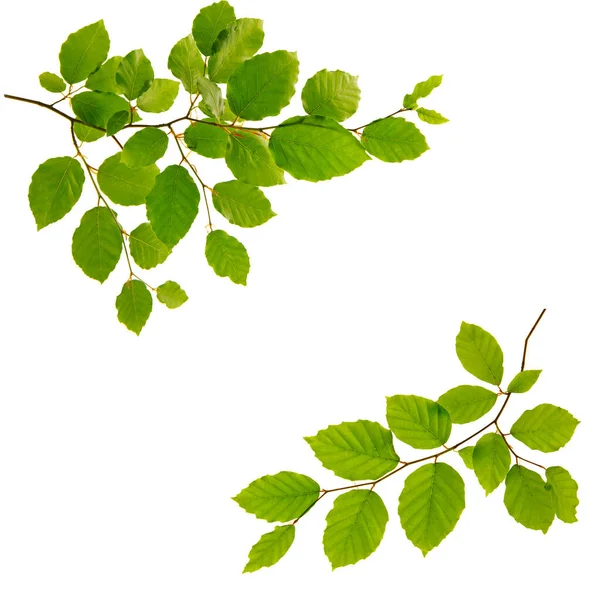 Zielone liście odizolowane na białym tle. — Zdjęcie stockowe