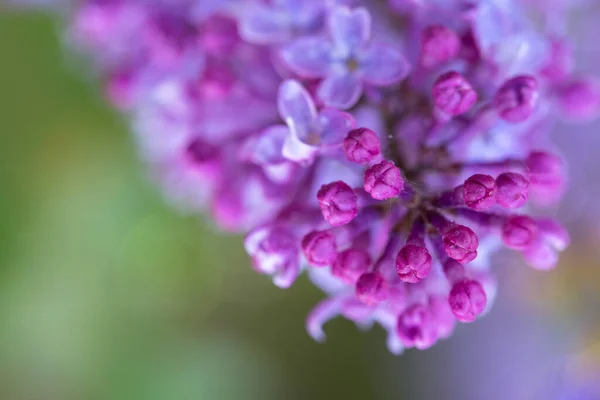 Close-up oof blossoming lilac . — Stock Photo, Image