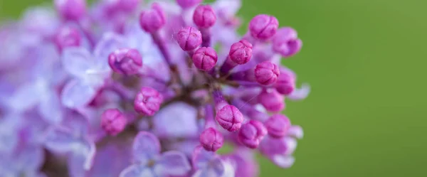 Close-up oof blossoming lilac . — Stock Photo, Image