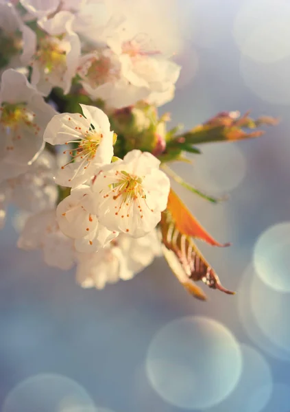 Branches de cerisier en fleurs avec foyer doux . — Photo