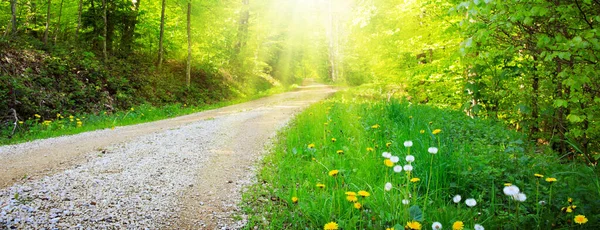 Sonnenlicht im grünen Frühlingswald in Deutschland. — Stockfoto