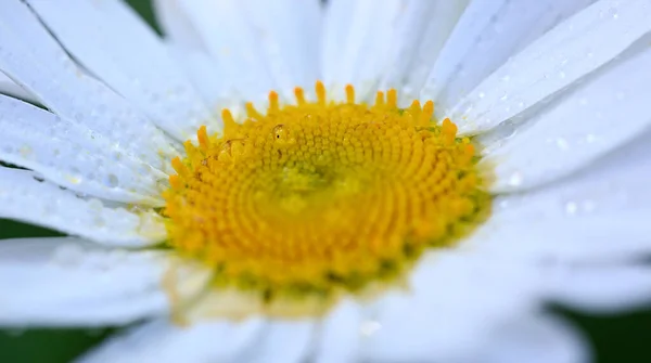 Μακρο Shot από λευκό λουλούδι μαργαρίτα στο φως του ηλιοβασιλέματος. — Φωτογραφία Αρχείου