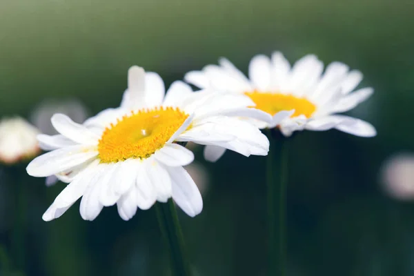 Macro Shot of white daisy flowers isolated on green background. — Stock Photo, Image