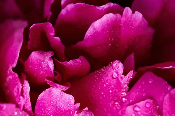 Uma imagem macro de uma flor de peônia vermelha  . — Fotografia de Stock