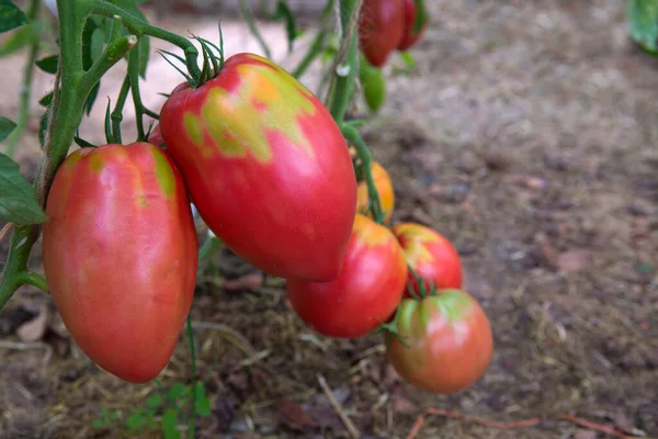 Reuzenrode tomaten groeien op de tak. — Stockfoto