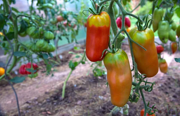 Reuzenrode tomaten groeien op de tak. — Stockfoto