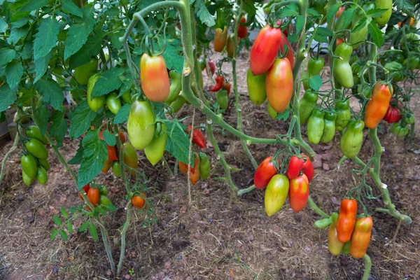 Diverse grote rijpe tomaten in de zomertuin. — Stockfoto