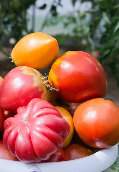 Varios tomates maduros grandes en el jardín de verano . —  Fotos de Stock