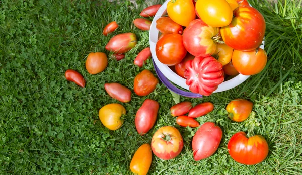 Large red tomatoes in a white bucket. — Stock Photo, Image