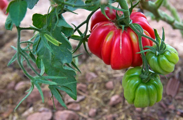 Reuzenrode tomaten groeien op de tak. — Stockfoto