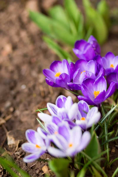 Close-up van een paarse Crocus bloemen geïsoleerd. — Stockfoto