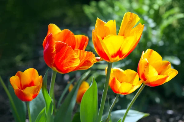 Fleurs de tulipes jaunes ferment dans le jardin de printemps. — Photo