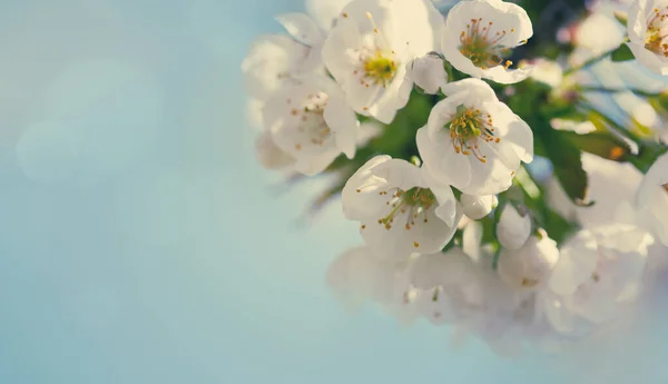 Zweige der blühenden Kirsche mit sanftem Fokus . — Stockfoto