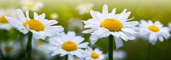 Weiße Gänseblümchen isoliert auf grünem Hintergrund. Hochzeitskarte. — Stockfoto