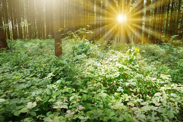 Slunečný letní les se stíny a slunečními paprsky v pozadí. — Stock fotografie