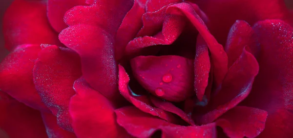 Rote Rosen aus nächster Nähe mit Wassertropfen. Blumen Hintergrund. — Stockfoto