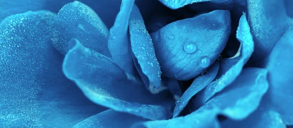 Rosa azul de cerca con gotas de agua. Fondo de flores . — Foto de Stock