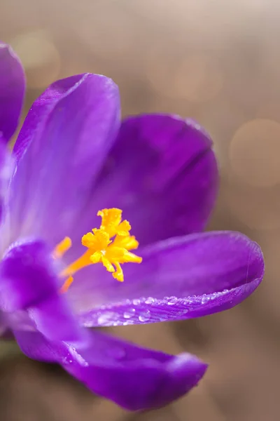 Macro Plan d'un crocus à fleurs violettes. — Photo