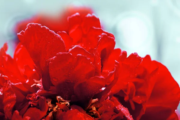 Dark red color peony with selective focus. — Stock Photo, Image