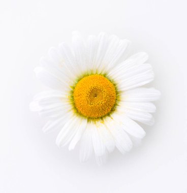 Beyaz arka planda büyük bir papatya. Üst görünüm.