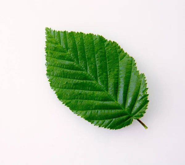 Hoja de haya verde aislada sobre fondo blanco . —  Fotos de Stock