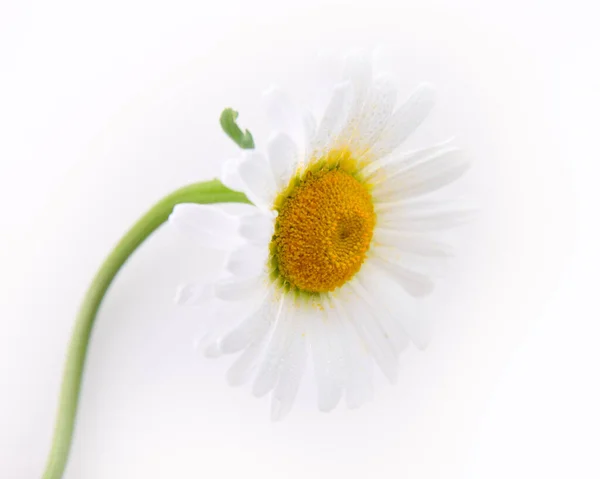 Grote madeliefje op witte achtergrond. Bovenaanzicht. — Stockfoto