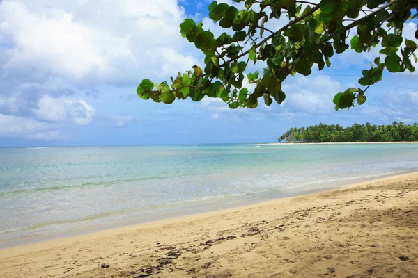 カリブ海と木の枝。旅行の背景. — ストック写真